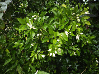 Obraz premium green leaves background