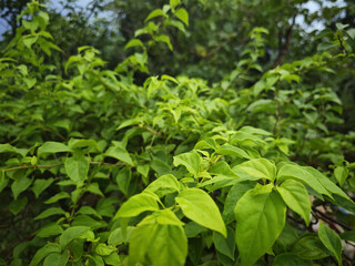 close up of a green plant