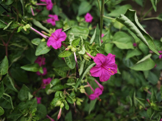 Obraz premium pink flowers in the nature