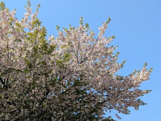 cherry's flower and leaves