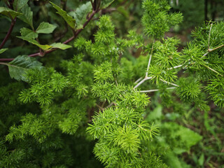 close up of a pine needles