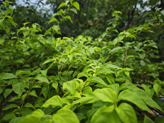 green leaves background