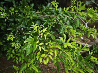 green leaves in the garden
