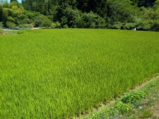 green rice field growth