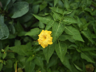 yellow flower in the garden