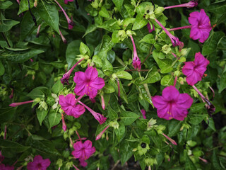 pink flowers in a garden