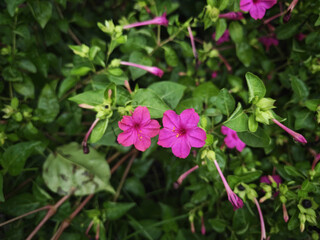pink flowers in the garden