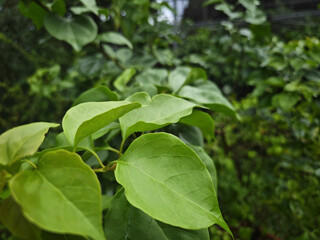 green leaves background