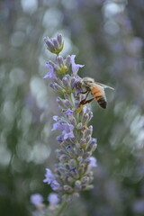 bee on flower