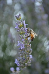 bee on flower