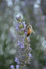 bee on lavender