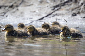 Spływ kajakami po rzece Poprad w Muszynie wiosną.