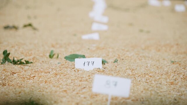 Close-up of experimental seedlings with numbered plate on plantation. Drought resistant plant growing in wood chips. Experimental plot for studying and growing new plant varieties.