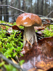Dzikie grzyby w głębi zielonego lasu