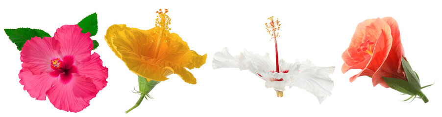 Different hibiscus flowers isolated on white, set © New Africa