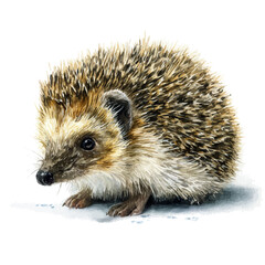 A watercolor painting of Hedgehog, vector illustration on white background.