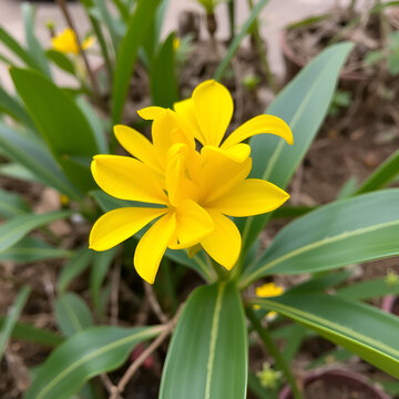 Flowers of yellow flame (Peltophorum pterocarpum)