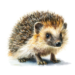 Watercolor vector illustration of Hedgehog, isolated on white background.