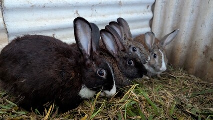 white rabbit on the grass