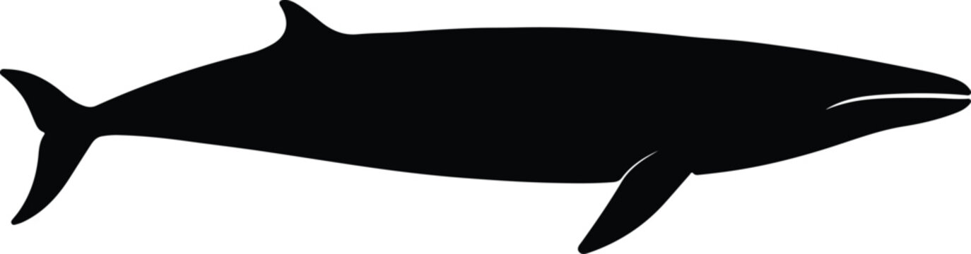 Silhouette minke whale minimalist design marine wildlife vector illustrator
