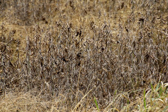 Dry soybean field under severe drought in rural farmland