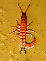 Leeches are segmented worms that belong to the phylum Annelida and comprise the subclass Hirudinea and live in Rice Field crabs.