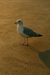 Obraz premium Seagull stands alone on sandy beach at sunset, casting long shadow in golden evening light.