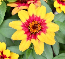 A close view of the multicolor flower in the garden.