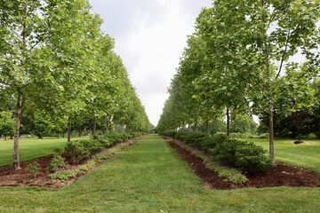 The rows of trees in the country field.