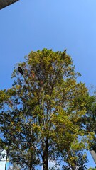green trees against blue sky