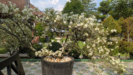 cactus in the garden