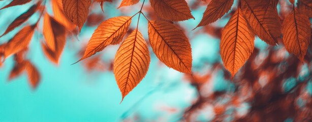 Fototapeta premium The vibrant orange leaves glowing against a serene blue backdrop.