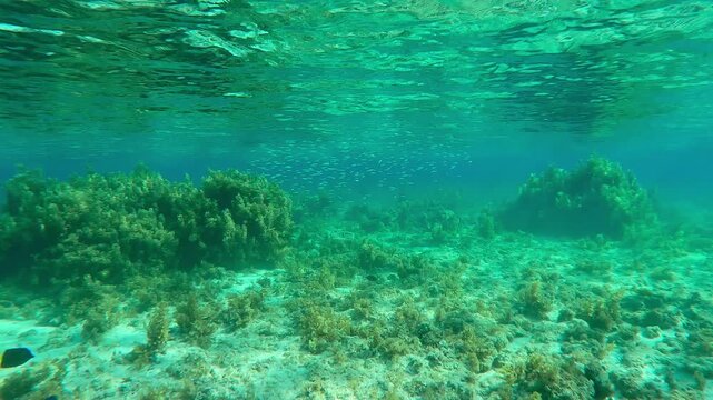 Ball of small fish swims in turquoise water on corals shallows covered with brown Sargassum seaweed. School of Silversides Atherina swims over plateau coral reef with algae