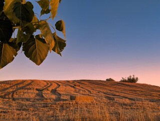 Sunlit fields at dusk showcase freshly harvested agricultural land with tree leaves framing the view
