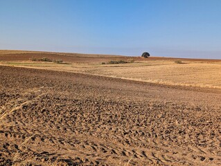 Vast agricultural field with dry soil and distant tree under blue sky in rural landscape during afternoon