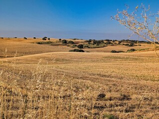 Expansive golden fields under a clear blue sky in late afternoon light