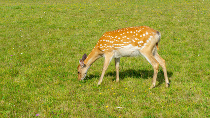 Spotted deer grazes the grass in meadow on sunny summer day. Ungulates in their natural habitat