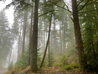 moody misty morning in the forest on a mountain in Oregon