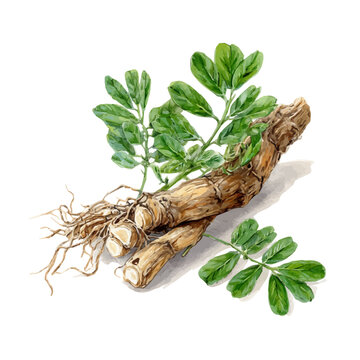 A watercolor painting of Astragalus Root, vector illustration on white background.