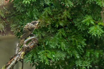 Fototapeta premium Asian Koel Female in the forest on tree