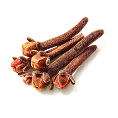 Watercolor vector illustration of Clove, isolated on white background.