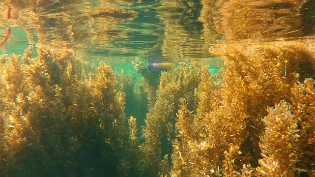 Close-up: woman in wetsuit swims on water surface through dense brown Sargassum seaweed in bright sunlight. Female snorkeler swimьming in tall algae reflected in water on sunny day