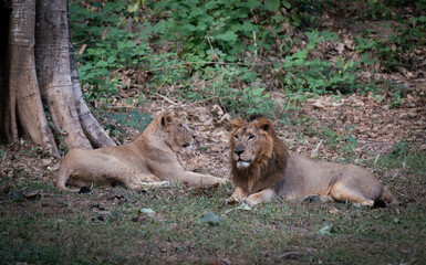 Pair of lion inside an enclosure at a zoo