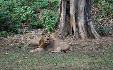 Pair of lion inside an enclosure at a zoo