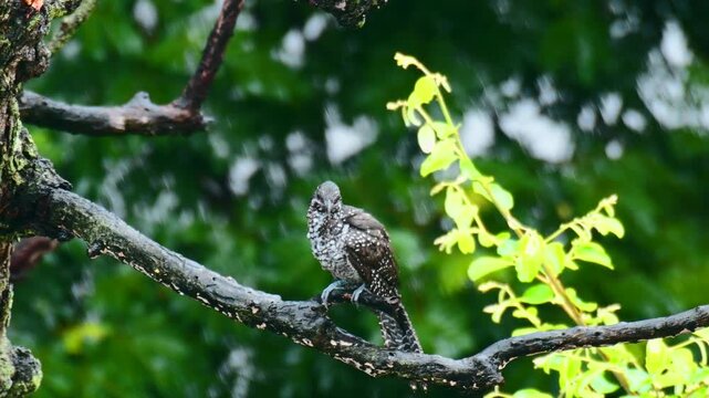 Asian Koel Female on the branch of tree  in the forest