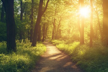 Fototapeta premium A pathway in the park surrounded by a pine and fir forest in summer