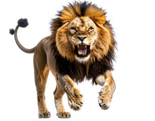  Roaring Lion Lunging Forward with Claws Extended, Dynamic Action Pose, Isolated PNG