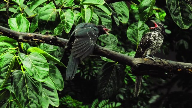 Male and Female Asian Koel on the tree in forest