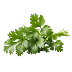 Fototapeta premium Fresh bunch of vibrant green cilantro herb leaves isolated on transparent background