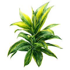 Lemon Lime Dracaena in watercolor style, vector illustration, isolated on white background.